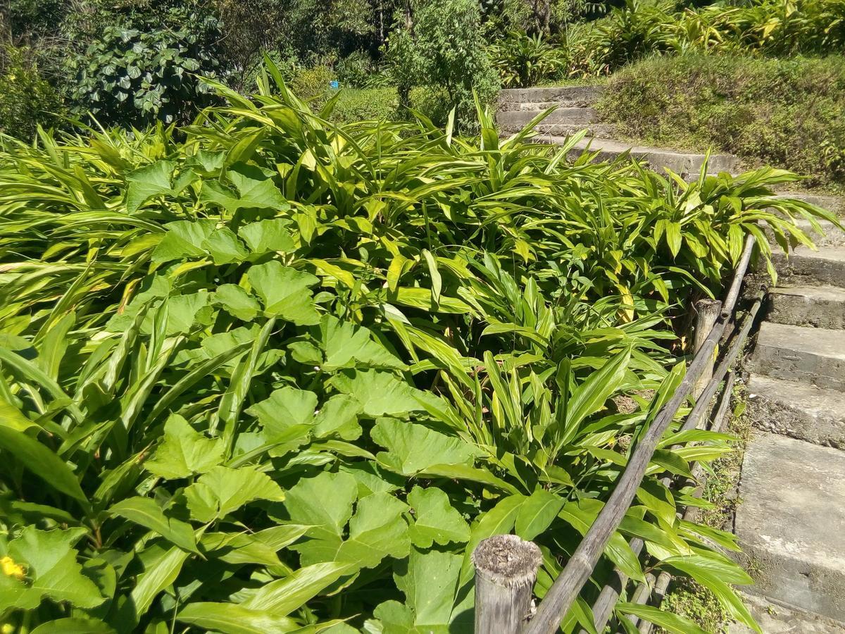 Martam Farmhouse Pelling Exterior photo